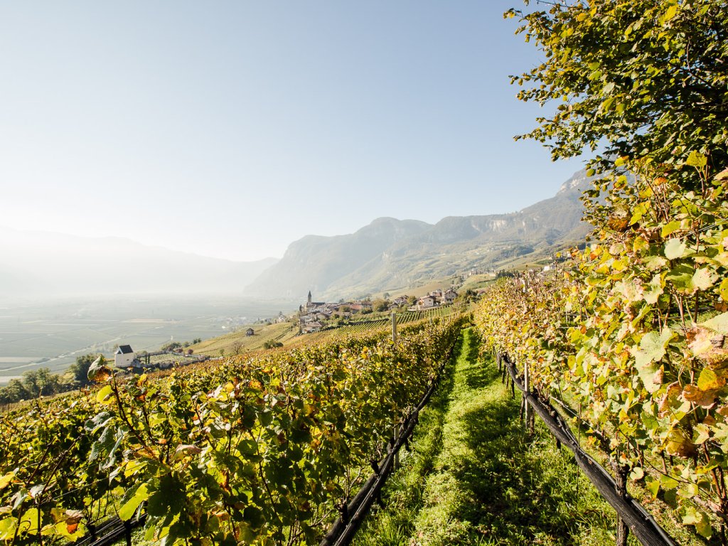 Weinberg mit Blick auf das Südtiroler Unterland im Herbst